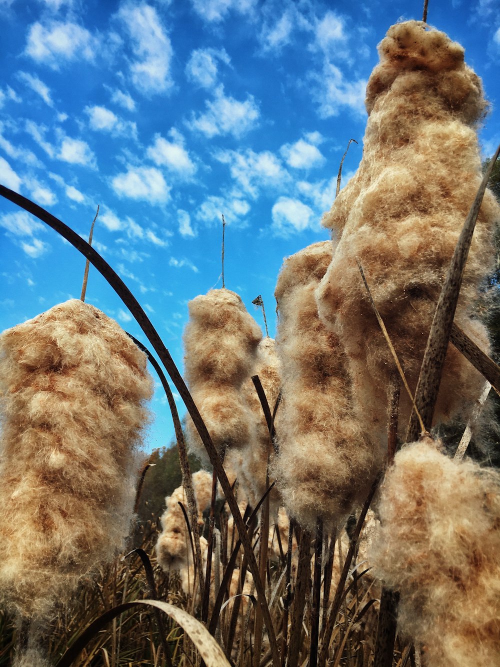 a bunch of brown and white plants with blue sky in the background