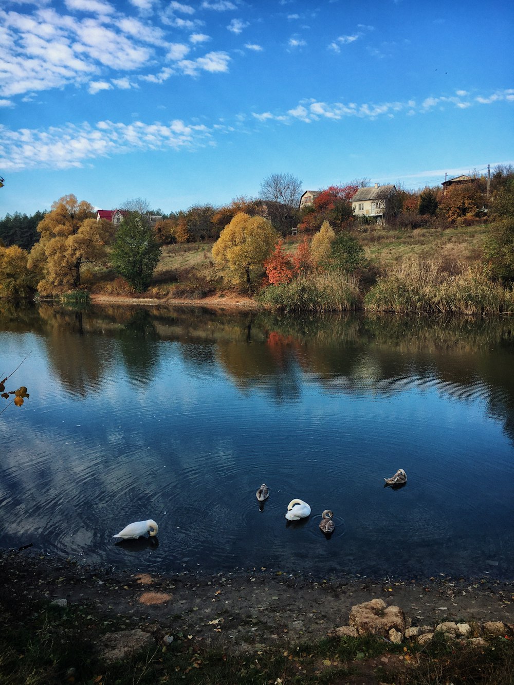 a body of water surrounded by trees and rocks