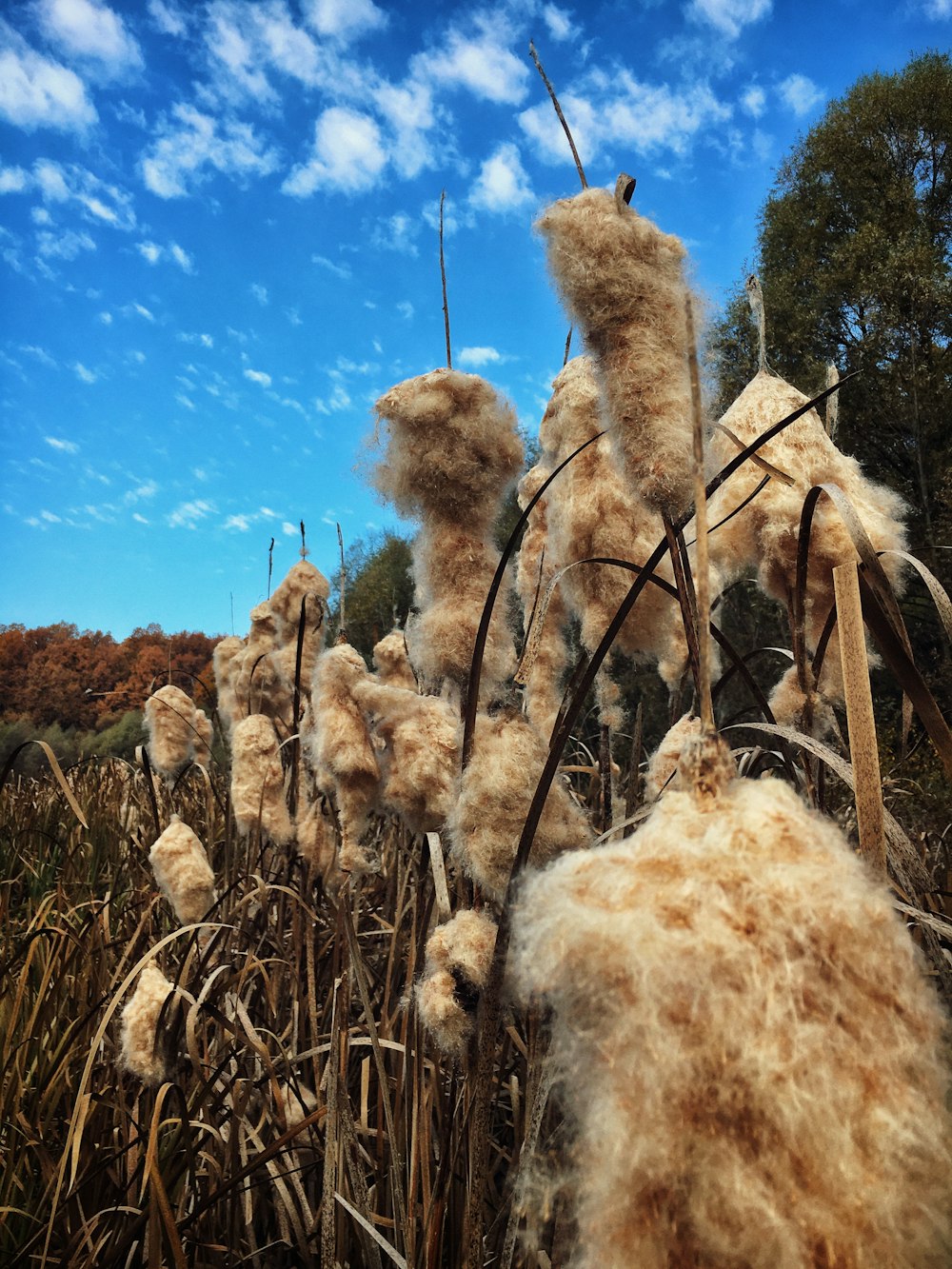 a field of dead grass with a blue sky in the background