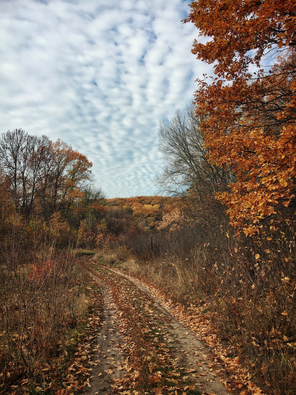 a dirt road surrounded by trees and leaves