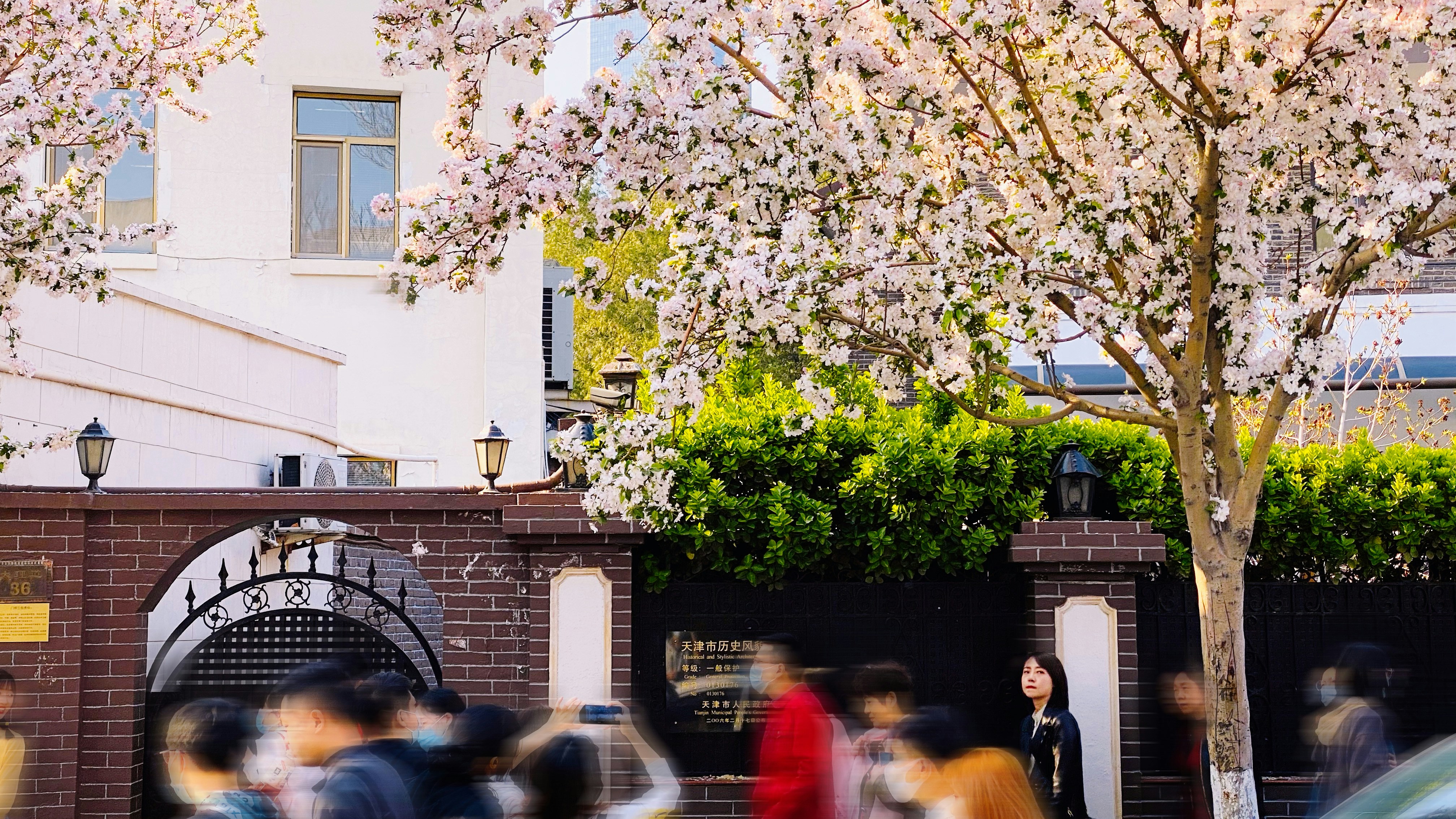 This photo was taken in April when the Malus spectabilis were in bloom. In the bustling crowd, a pure and kind girl stopped and looked up to enjoy the beautiful Malus spectabilis.