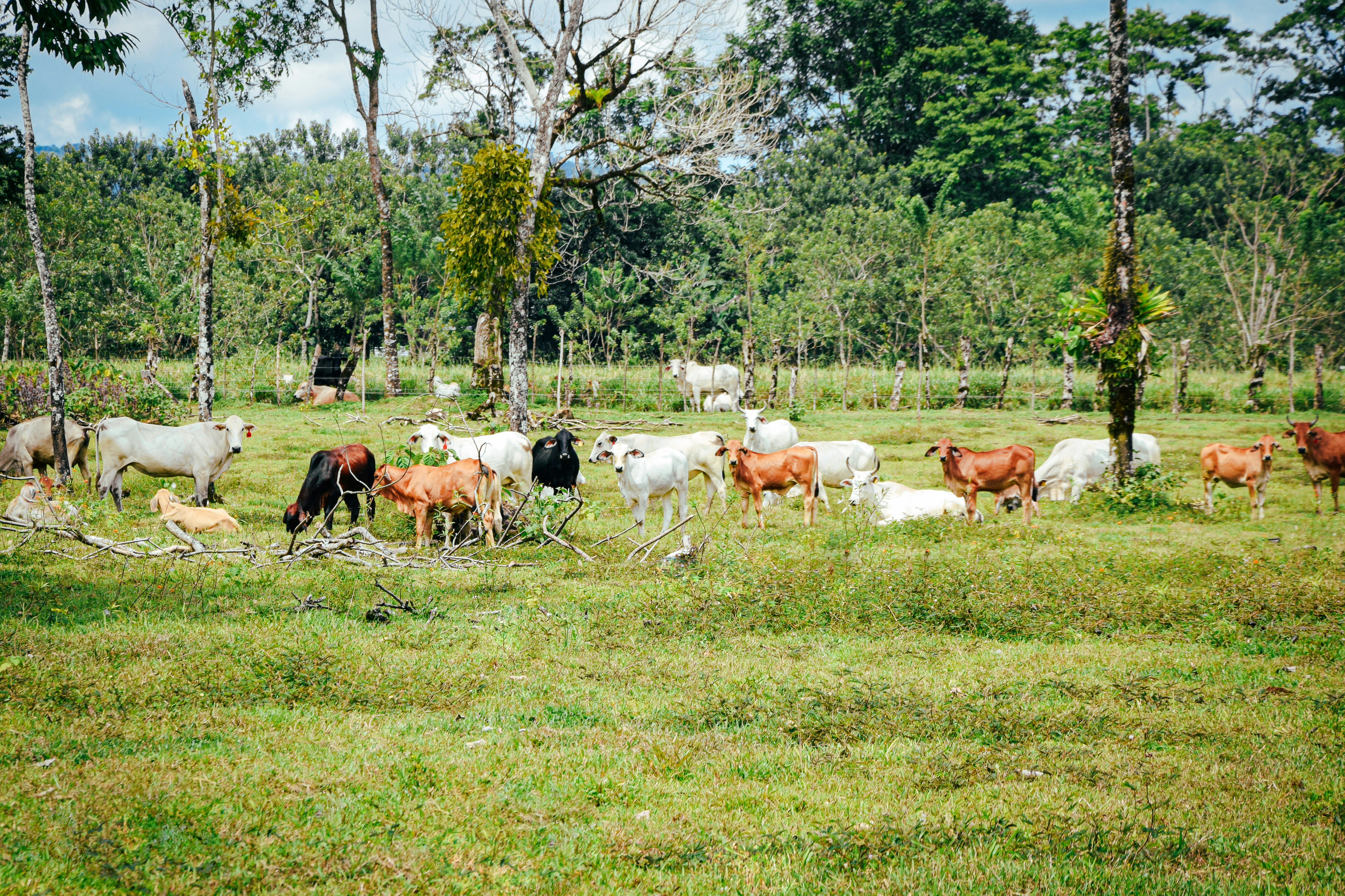Ordinary Day in a farming community