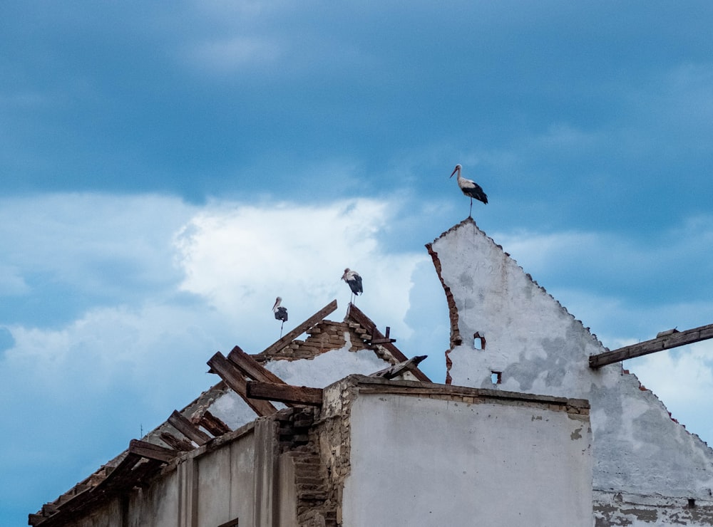 a flock of birds sitting on top of a building