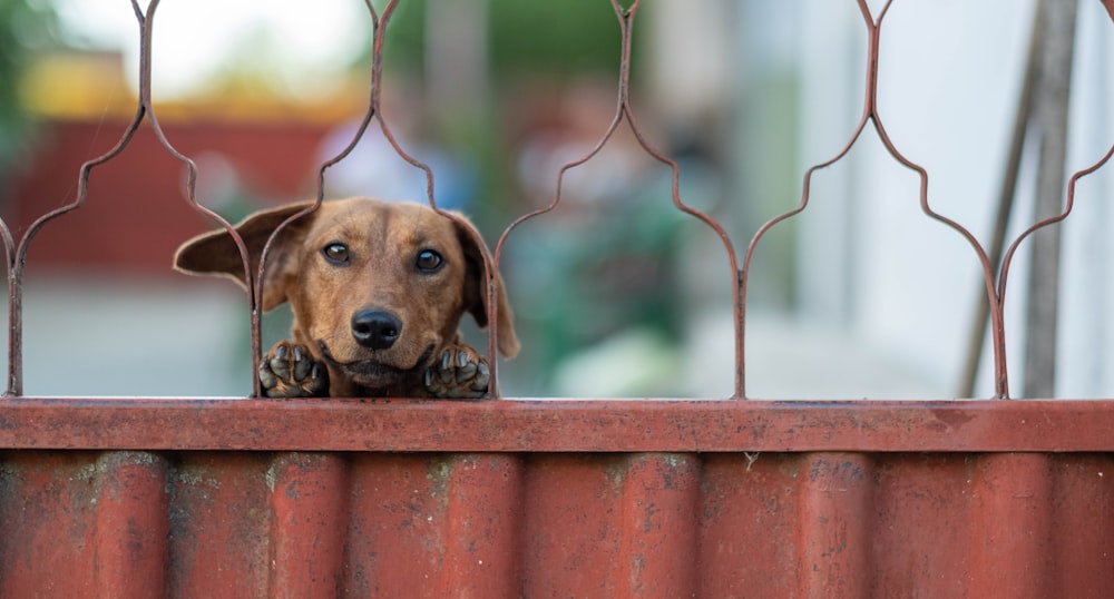 a dog looking over the top of a fence