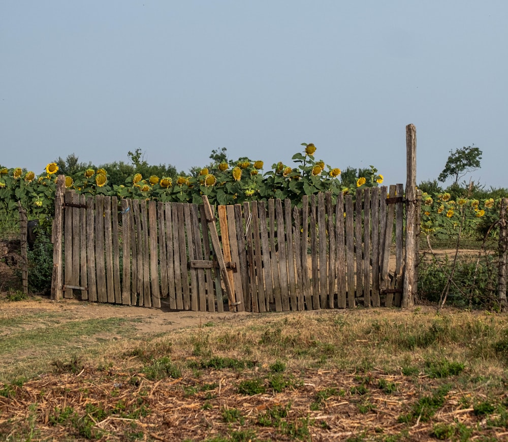 a wooden fence with sunflowers growing over it