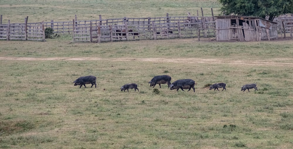 a herd of animals grazing on a lush green field