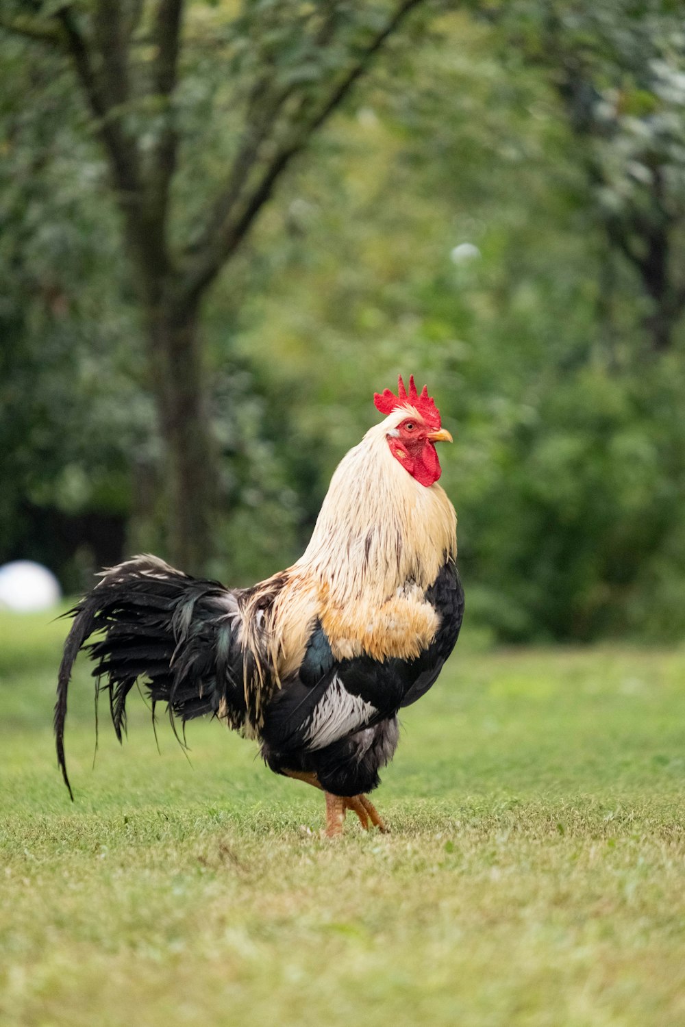 a rooster standing in the grass with trees in the background
