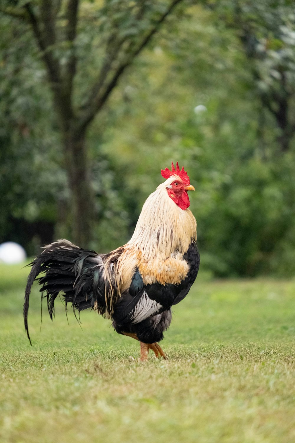 Ein Hahn im Gras stehend mit Bäumen im Hintergrund