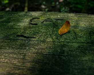 a leaf that is laying on a wooden surface