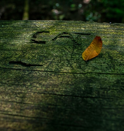 a leaf that is laying on a wooden surface