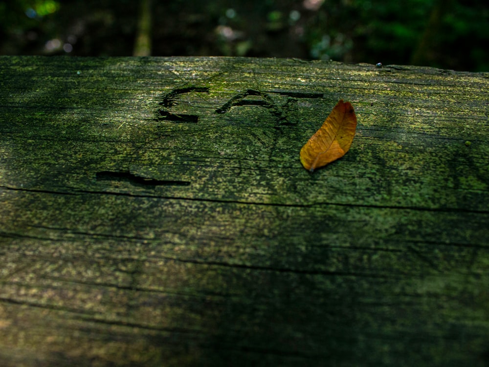 a leaf that is laying on a wooden surface