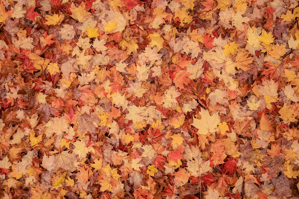 a bunch of leaves that are on the ground