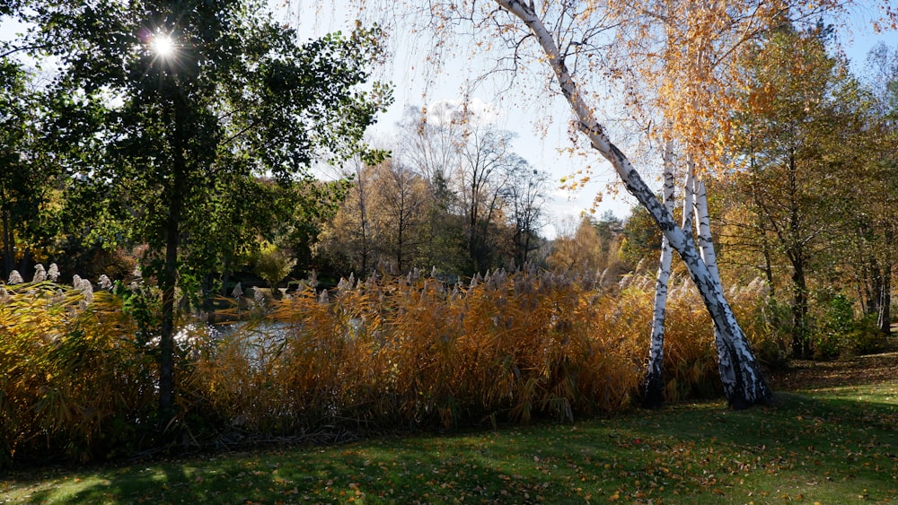 the sun shines through the leaves of the trees