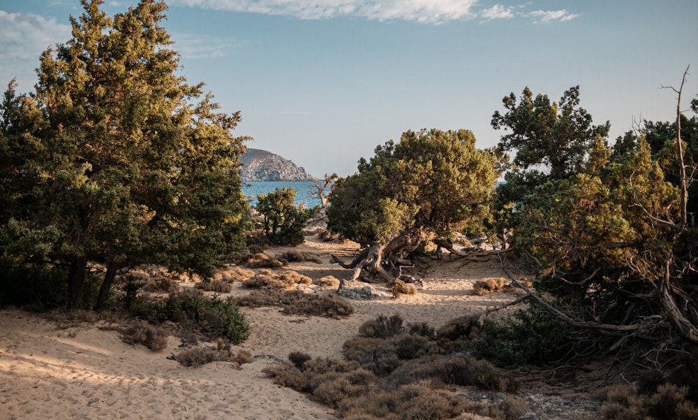 a sandy area with trees and a body of water in the background