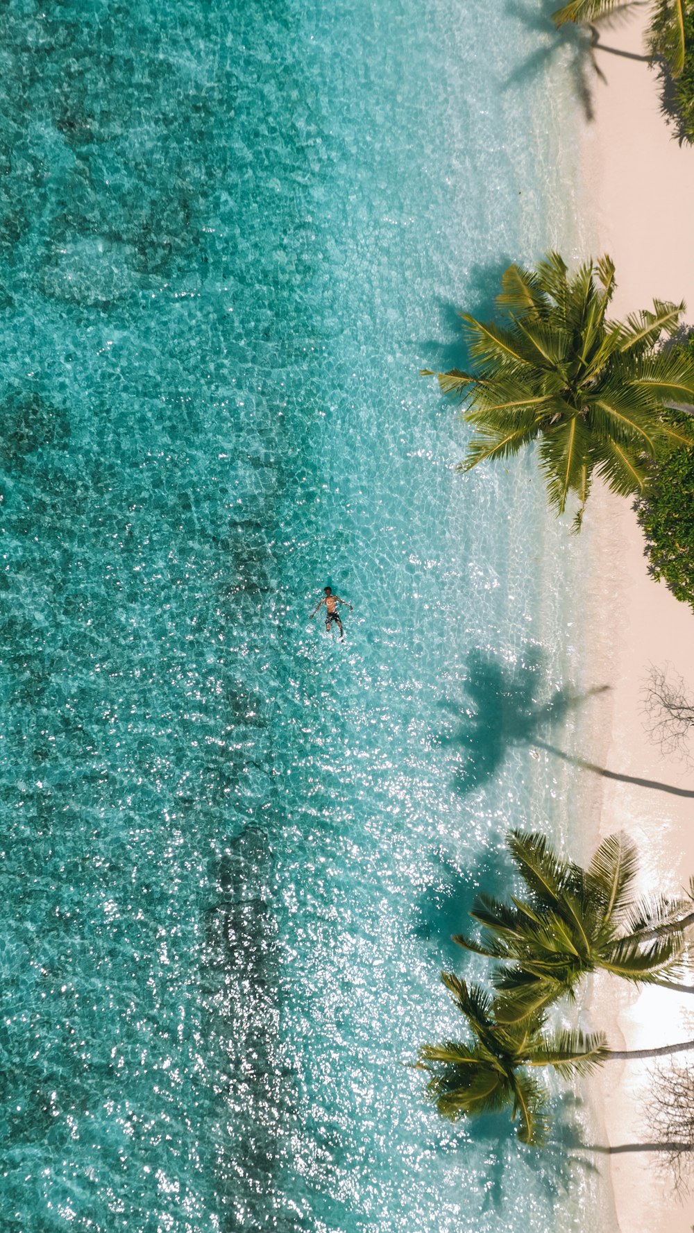 a person in a body of water surrounded by palm trees