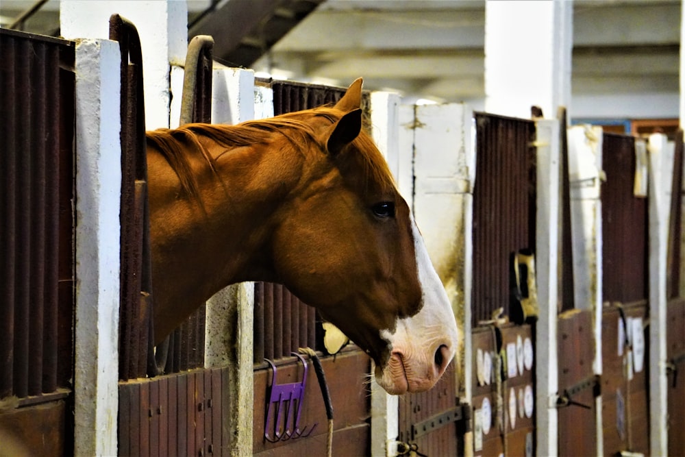 a brown horse sticking its head out of a stall