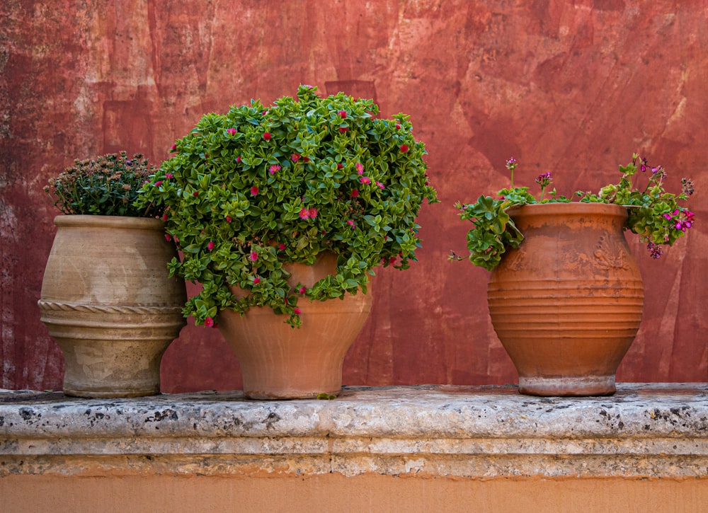 three clay pots with plants in them on a ledge