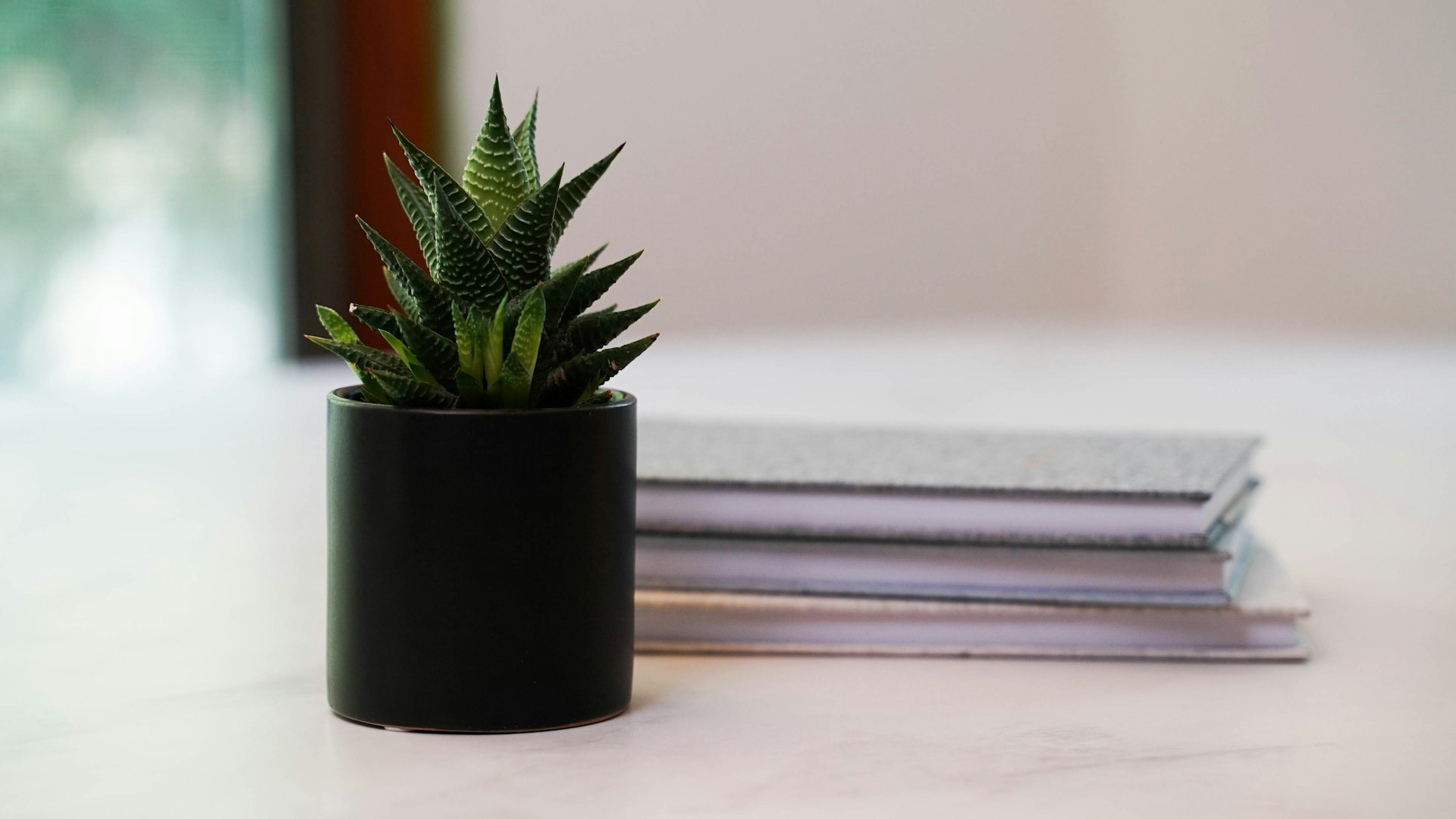 a potted plant sitting on top of a table