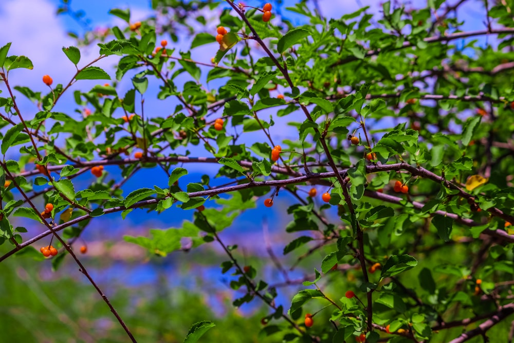 a bush with small red berries growing on it