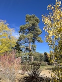 A tall evergreen tree rises prominently against a clear blue sky, surrounded by a variety of colorful shrubs and smaller trees with yellow and reddish leaves. A rustic stone and metal fence can be seen in the background, adding a touch of structure to the natural setting.