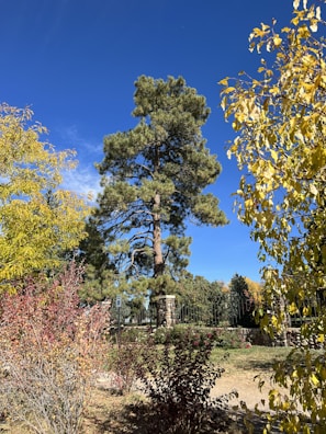A tall evergreen tree rises prominently against a clear blue sky, surrounded by a variety of colorful shrubs and smaller trees with yellow and reddish leaves. A rustic stone and metal fence can be seen in the background, adding a touch of structure to the natural setting.