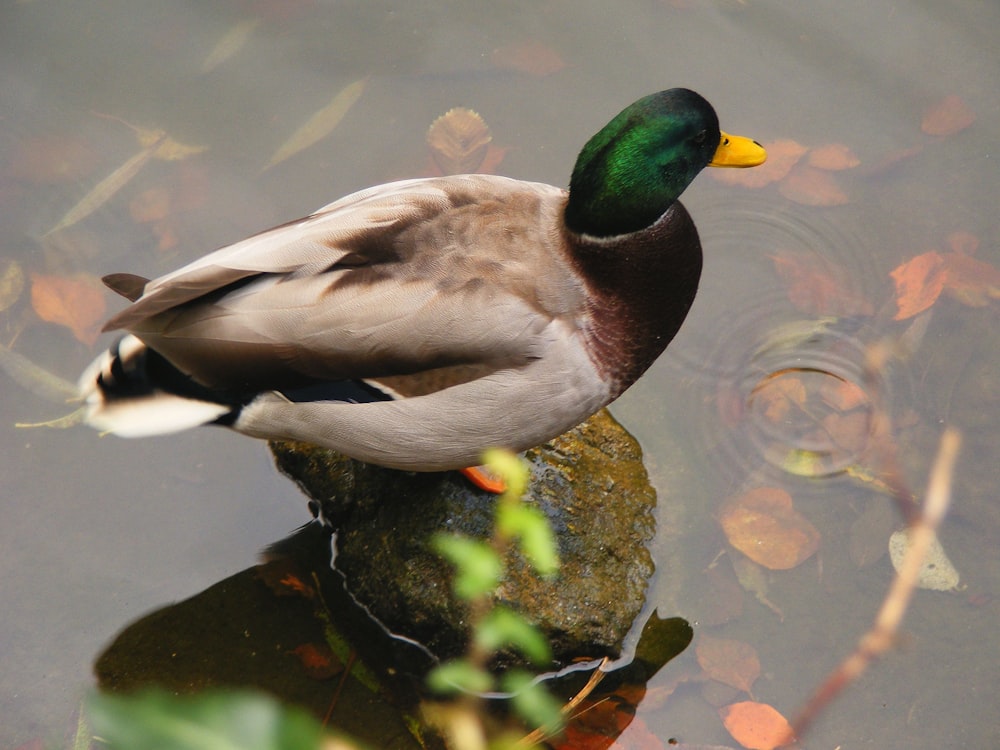 a duck sitting on top of a rock in a pond