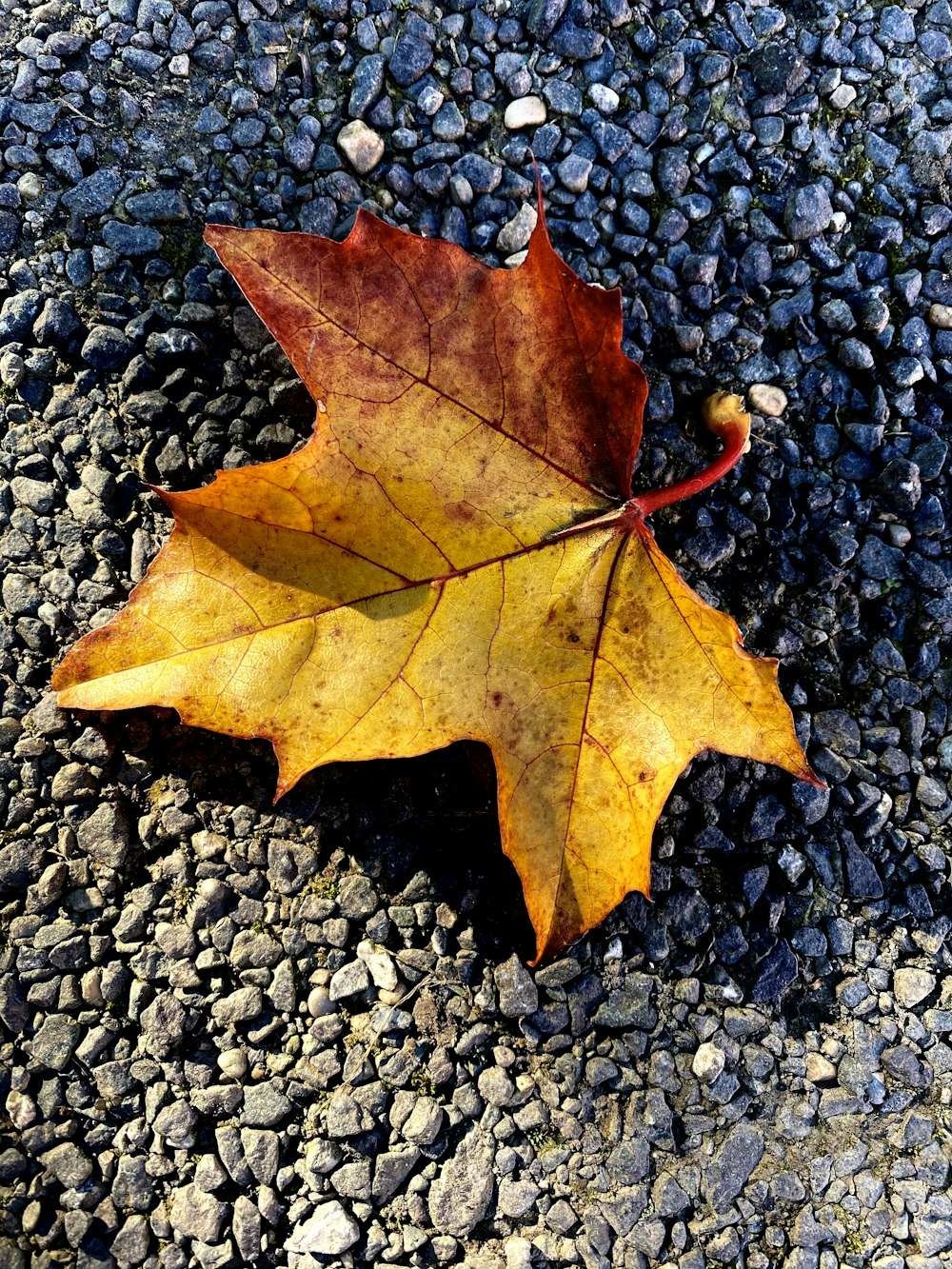 a single leaf laying on the ground