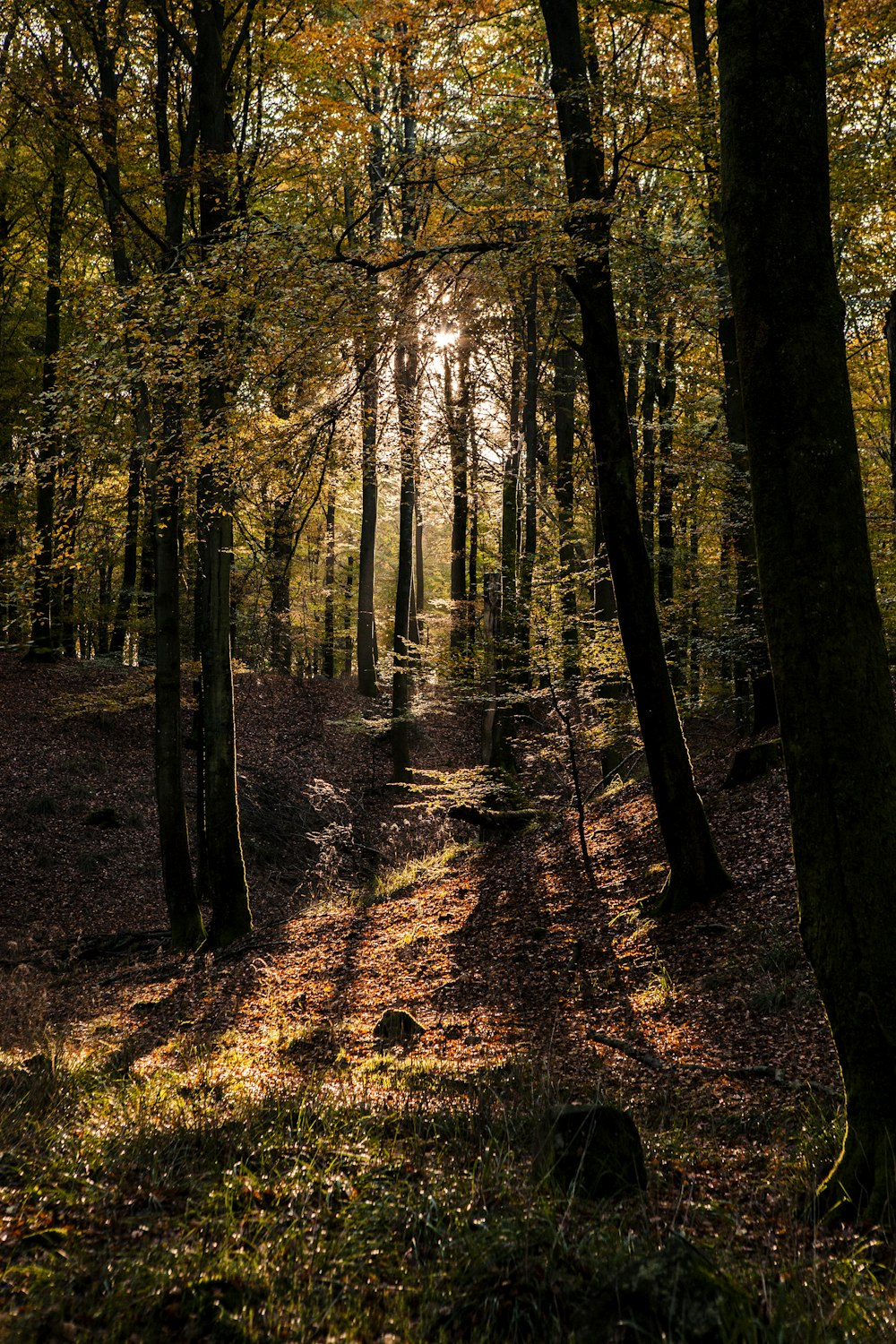 the sun shines through the trees in the woods