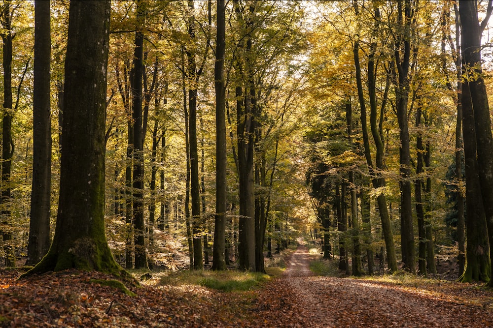 a dirt road in the middle of a forest