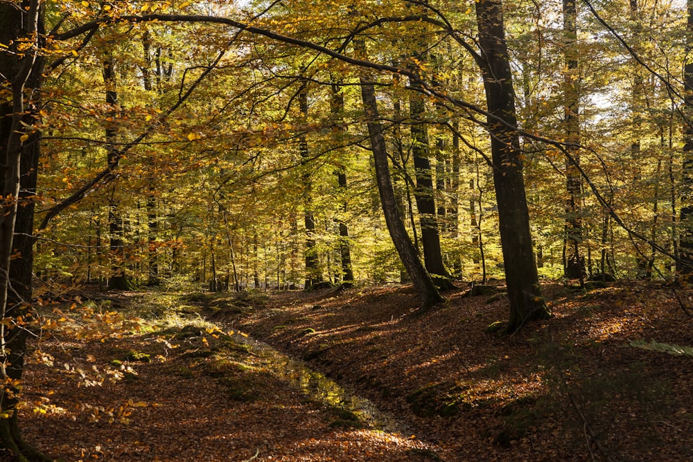 a path in the middle of a wooded area