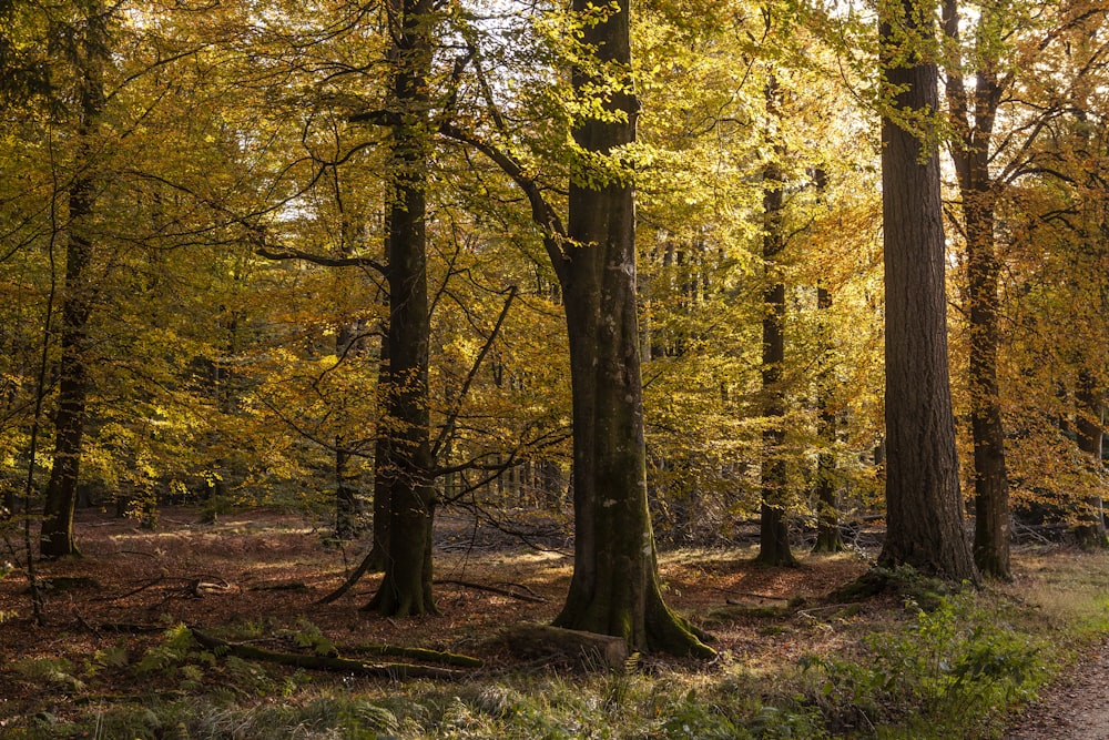 a dirt road in the middle of a forest