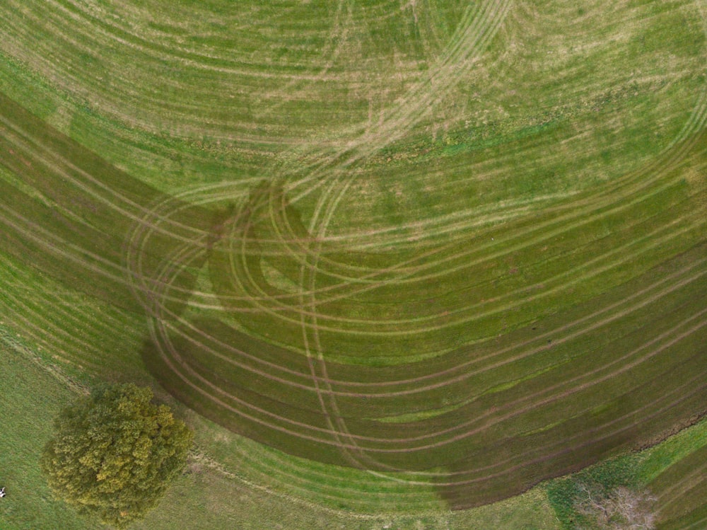 an aerial view of a tree in a field
