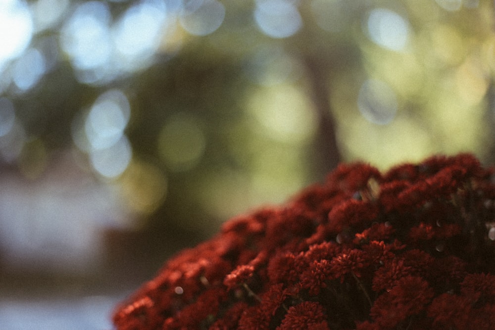 a bunch of red flowers sitting on top of a table