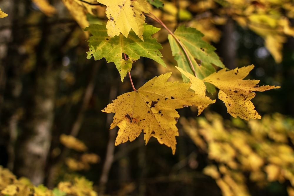 a close up of a leaf on a tree