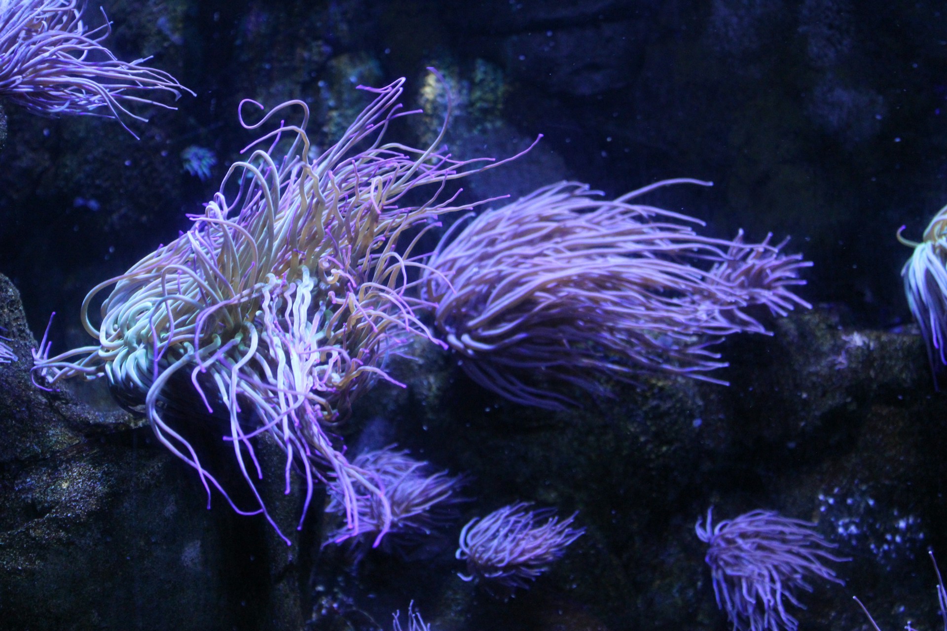 black and white bed linen