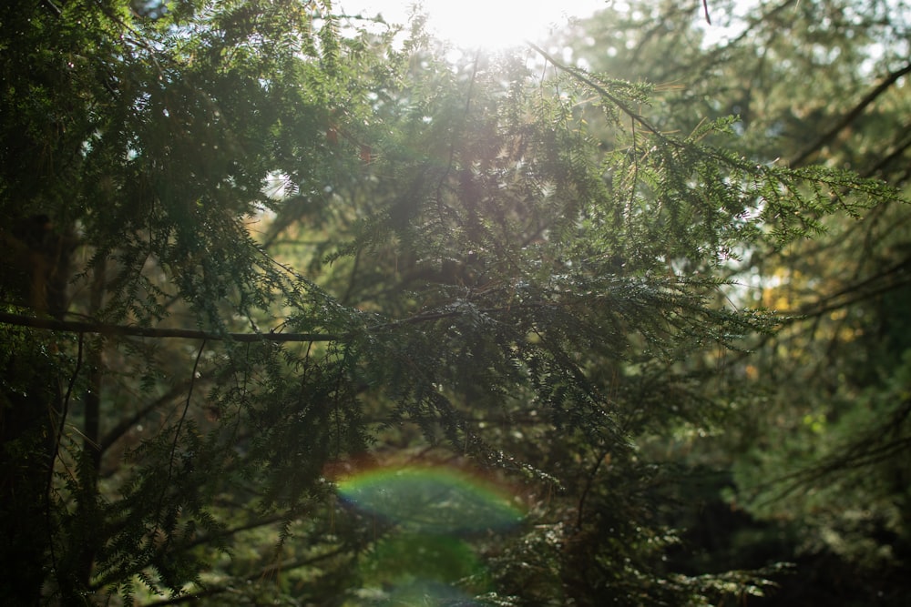 a rainbow is seen through the branches of a tree
