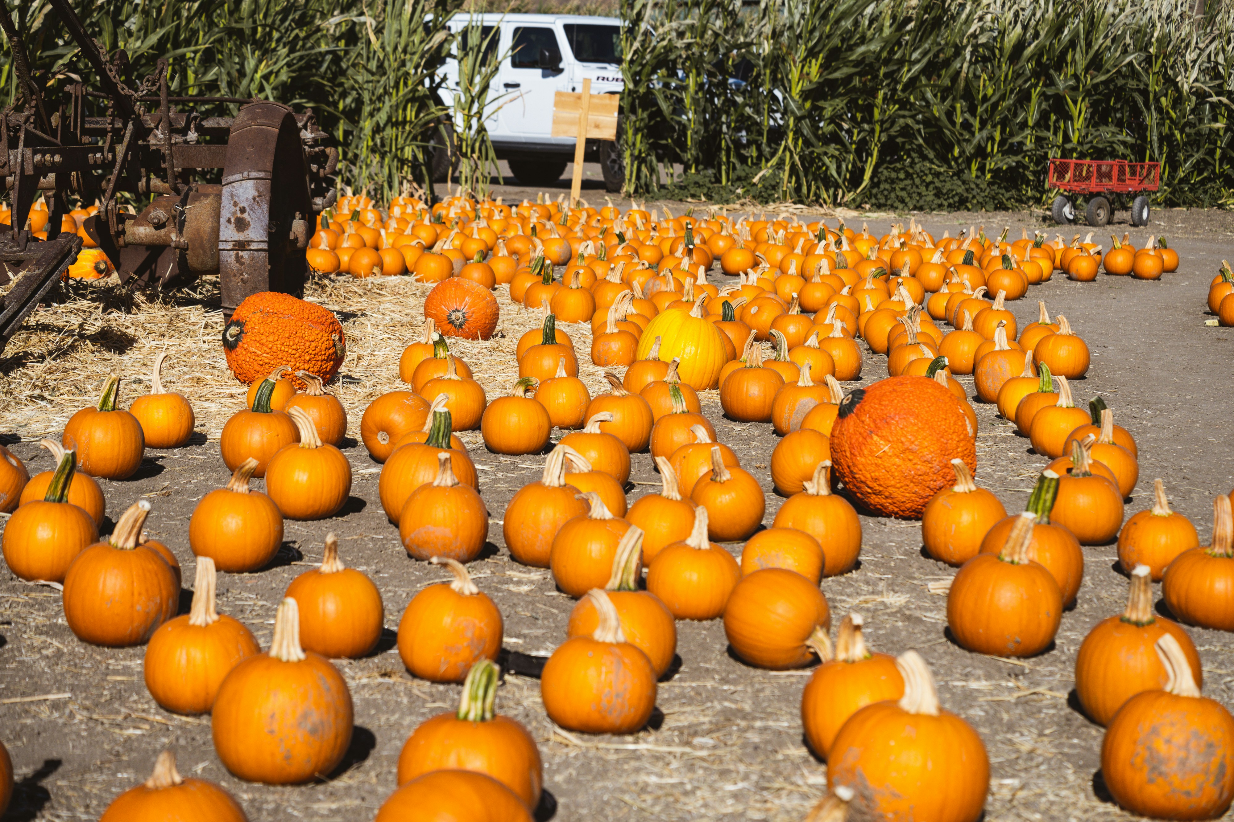 a field full of pumpkins sitting on the ground