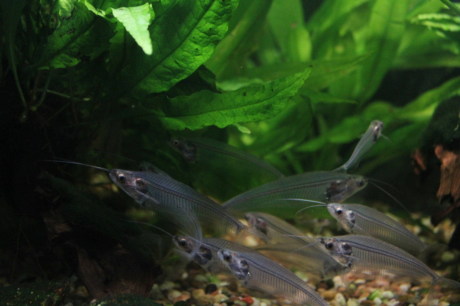 a group of fish swimming in an aquarium