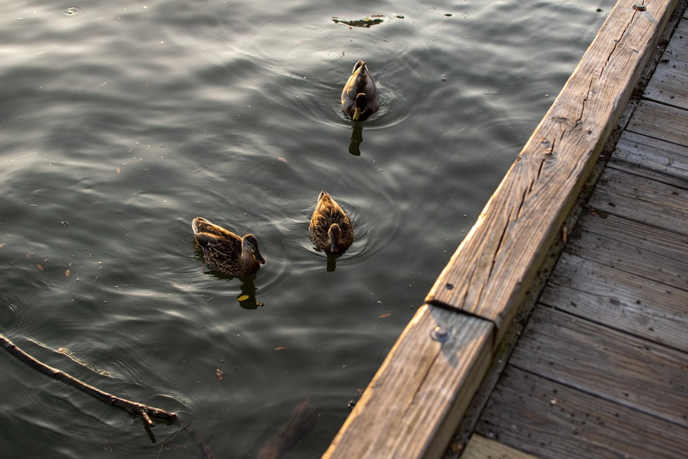 a group of ducks swimming on top of a body of water