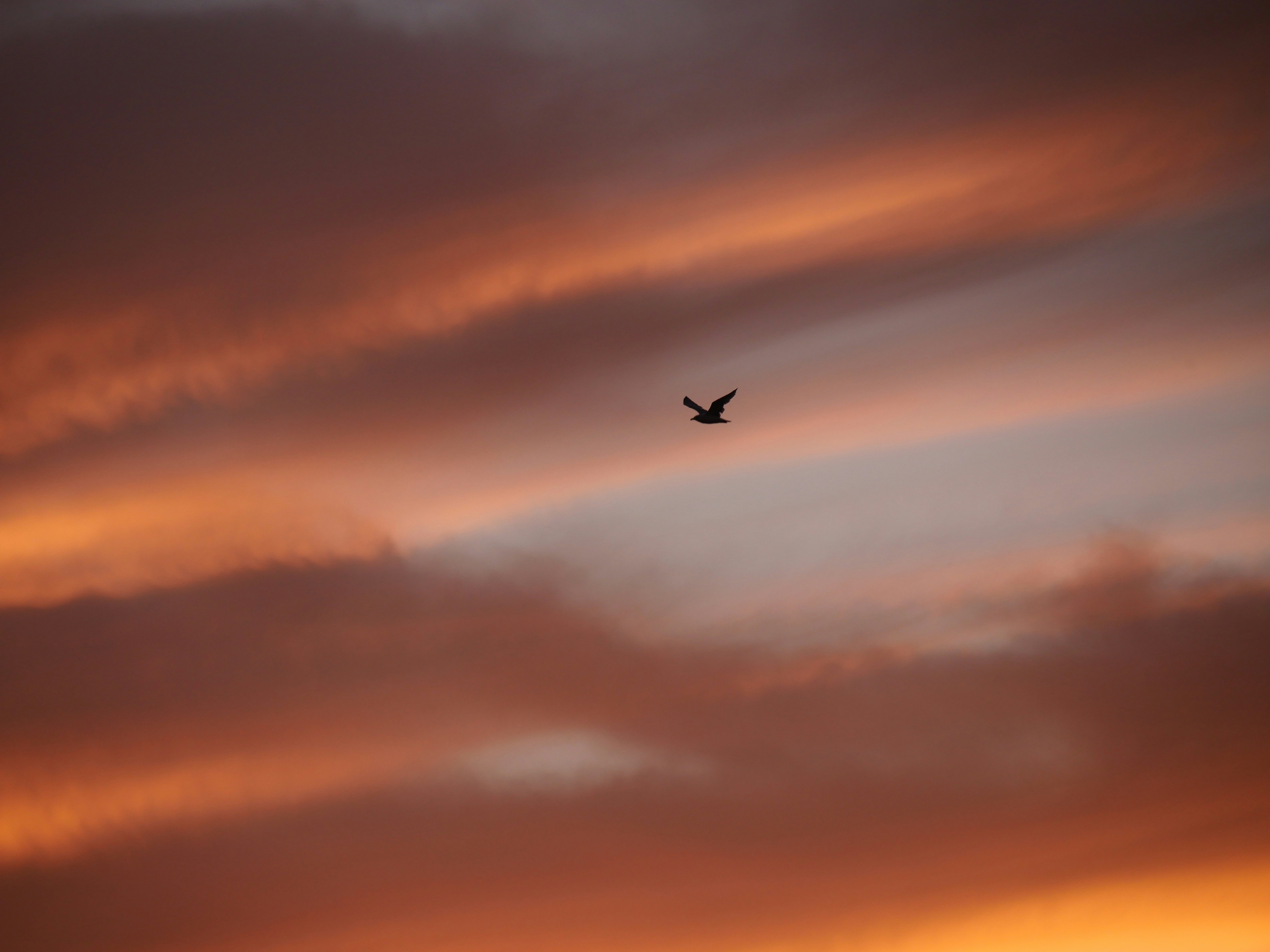 Photo by nimbus_vulpis