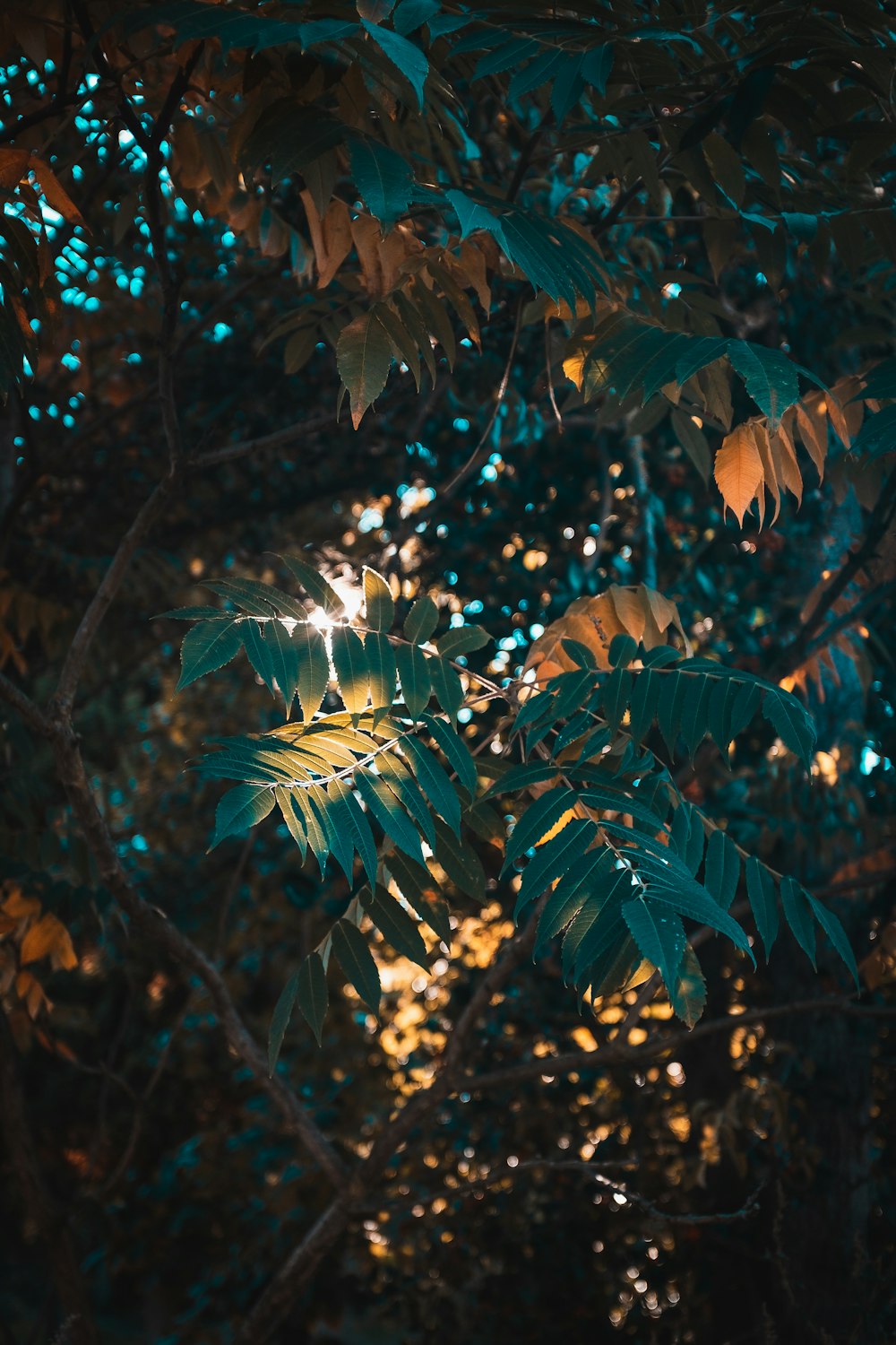 luz solar brilhando através das folhas de uma árvore