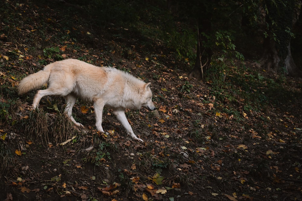 a white wolf walking across a forest covered in leaves