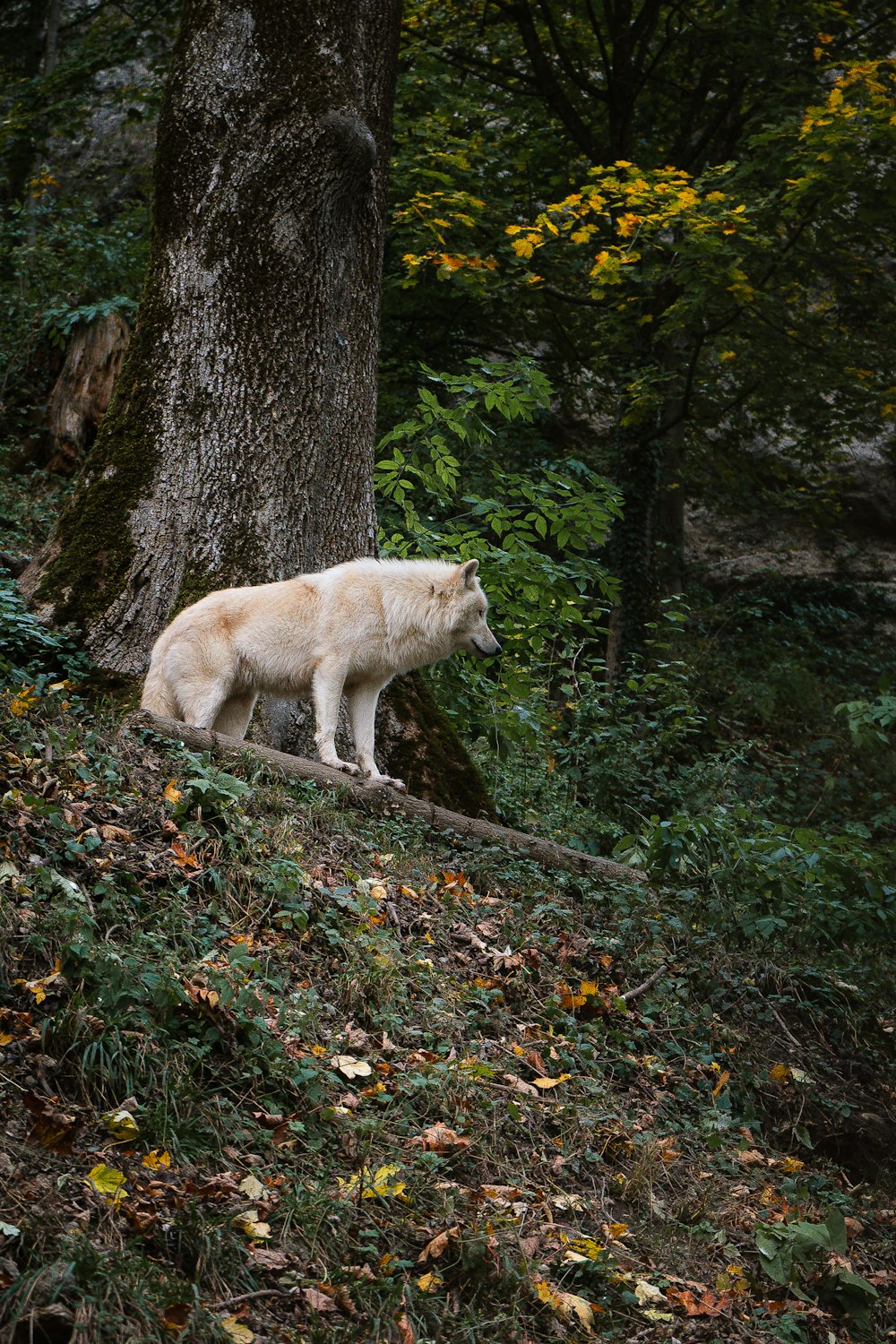 a white polar bear standing on a hill next to a tree