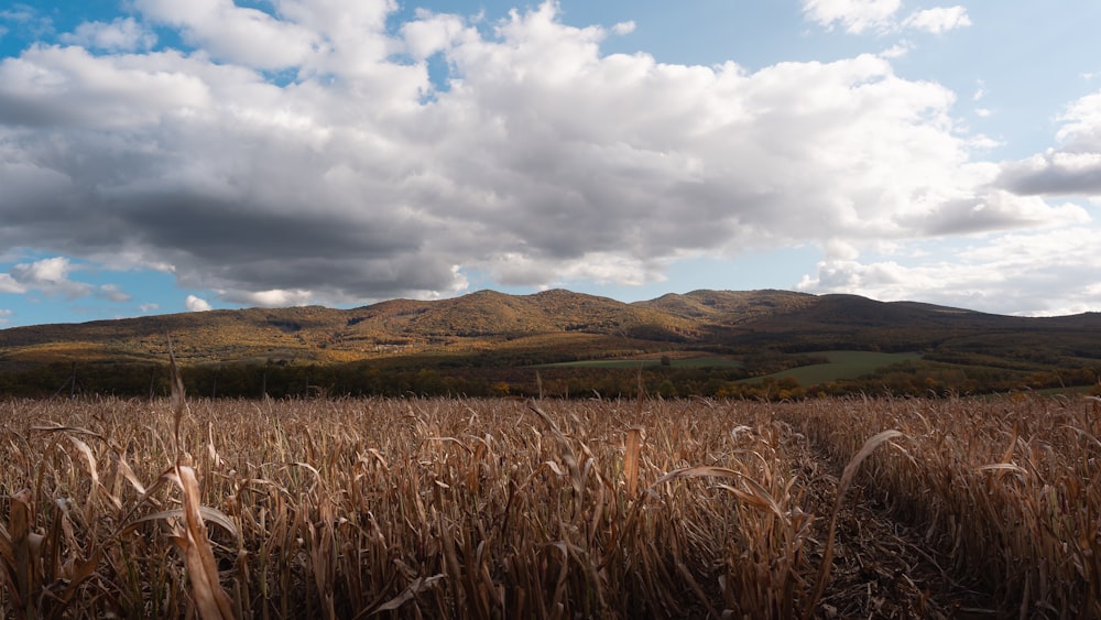 Un campo di grano con le montagne sullo sfondo