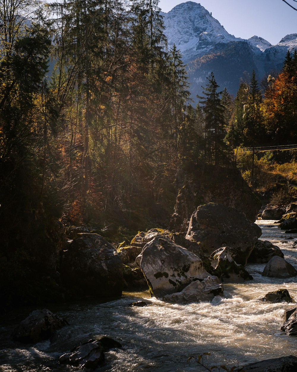 a river running through a lush green forest