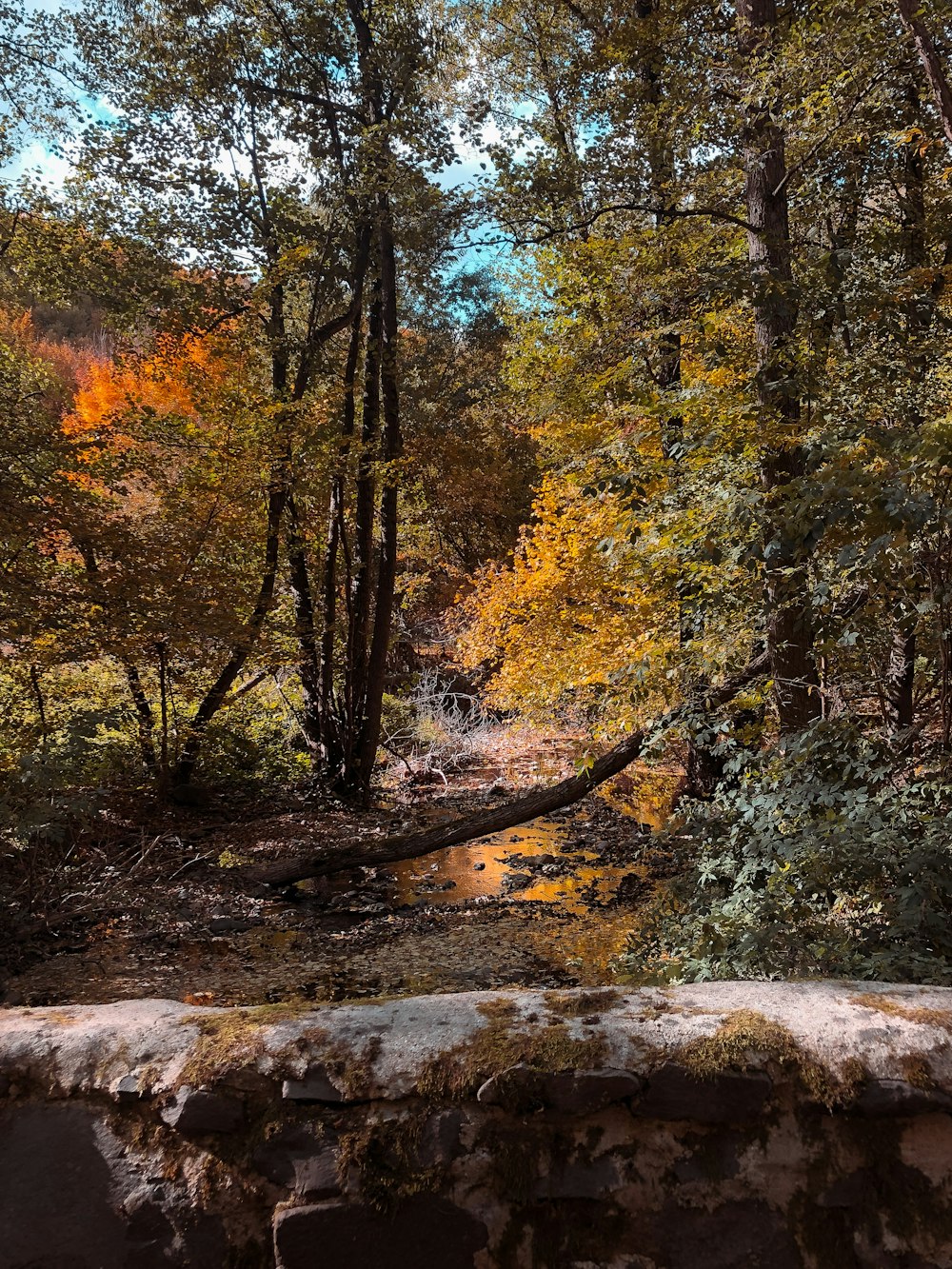 Un fiume che attraversa una foresta piena di molti alberi