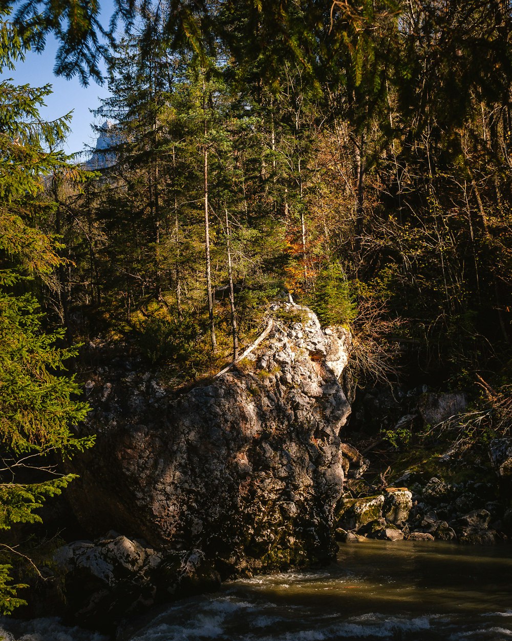 a river running through a forest filled with lots of trees