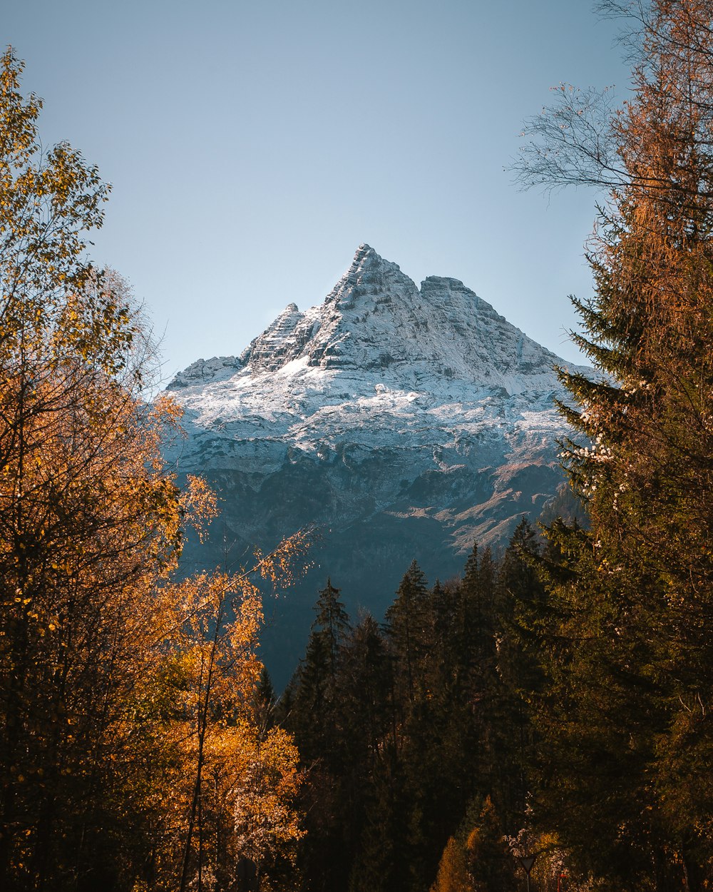 a snow covered mountain towering over a forest