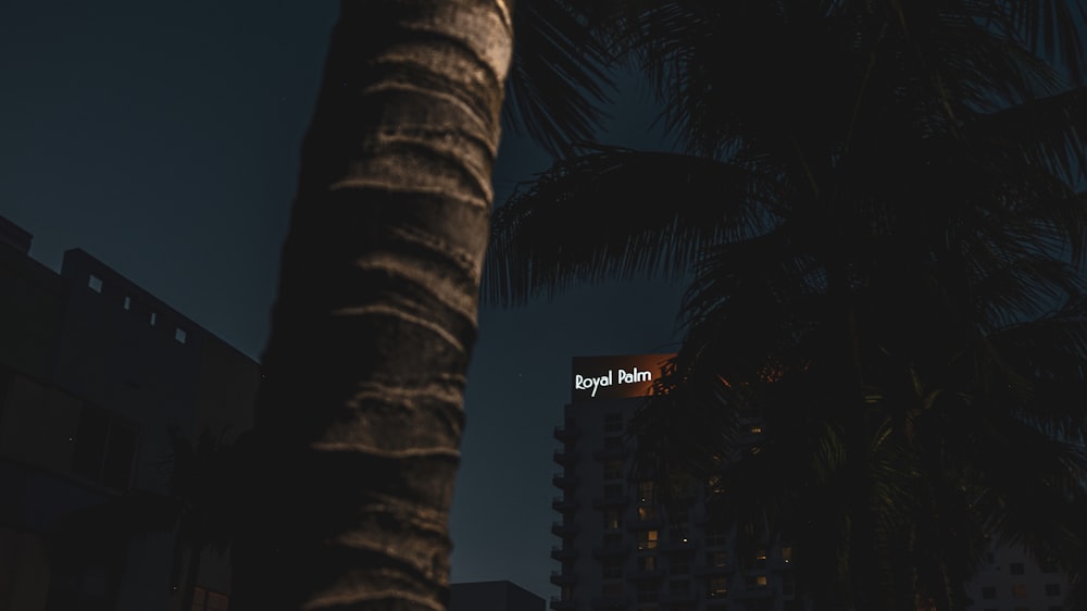 a tall palm tree sitting next to a tall building