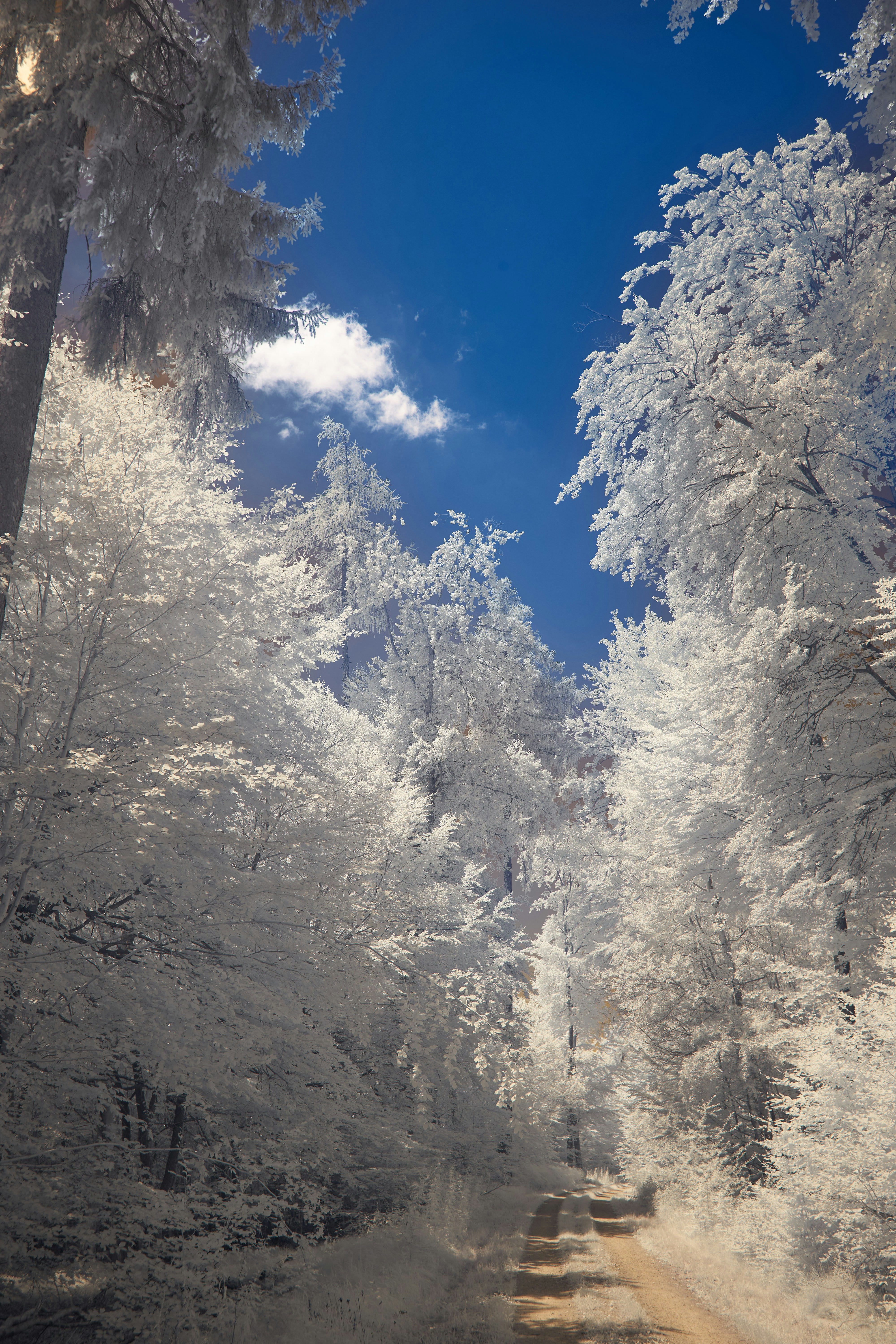 Photo by wolfgang_hasselmann